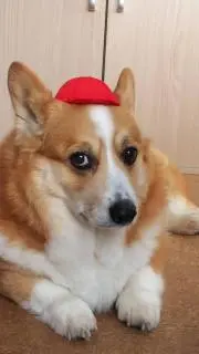 りゅう