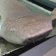 afgの画像