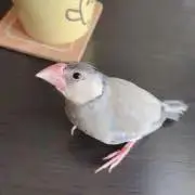 ぶーもんの画像