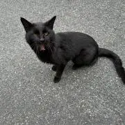 みそにこみの画像