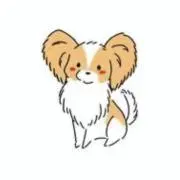 パピヨンの画像