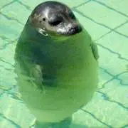 チコリ
