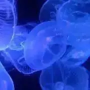 とんの画像