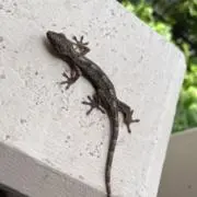 赤司