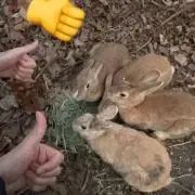 森のクマさんの画像