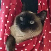 あみたあ