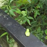 ヨサクの画像