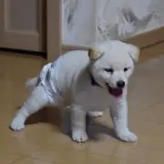 はち