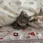 あの