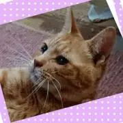茶々丸