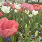Taylorの画像