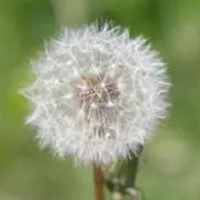 のり　値下げ/即購入OKの画像