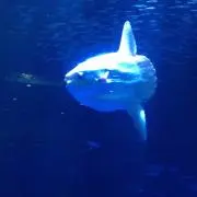 Yuuの画像