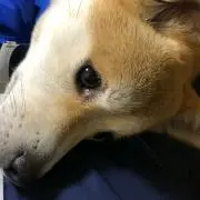 ぷりん