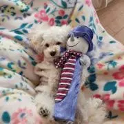 れいれいの画像