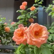 ポメロの画像