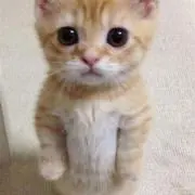 りりの画像