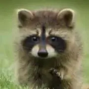 ねこ ⚮̈ プロフご確認下さいの画像