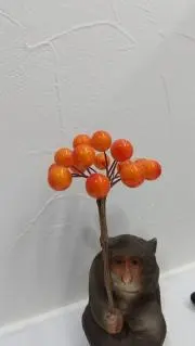 ぼにっつの画像
