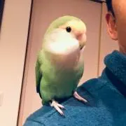 クリンの画像