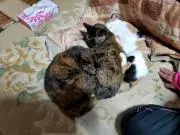 チンクシャの画像