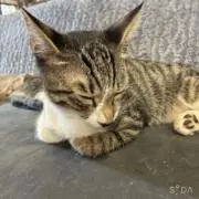 Lcrewiの画像