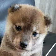 エスクラ