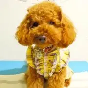柘榴