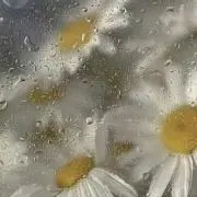 ことねの画像