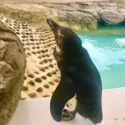 神谷の画像