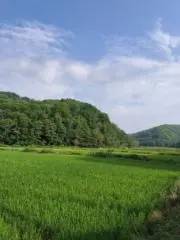 wacca