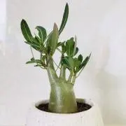 ゆっけの画像