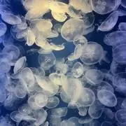kakaの画像