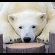 White Bearの画像