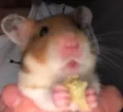 うわのそら