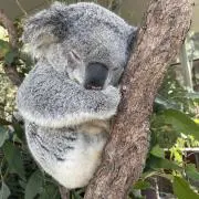 モスマンの画像