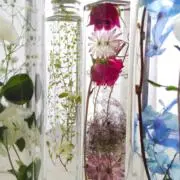 わんこの画像