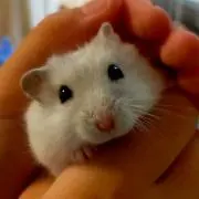 ゆきんこ