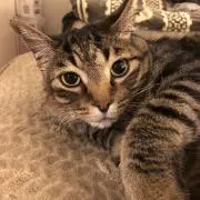Catusの画像