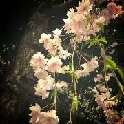 もちこの画像