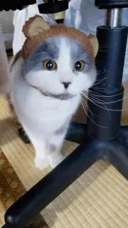 ヒヨコの画像
