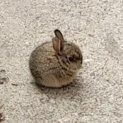 みみの画像