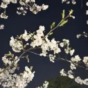 つばさの画像