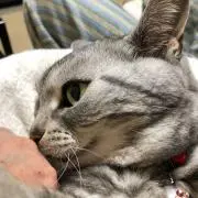 BFの画像