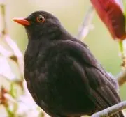 Blackbirdの画像