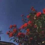 さくらの画像