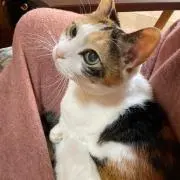 dololo 即購入○&値下げ申請○の画像