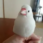 ぶん