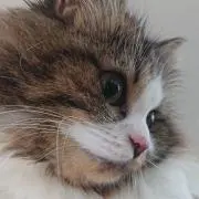yucの画像