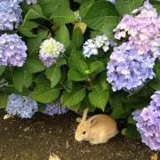 ほたほたやきの画像